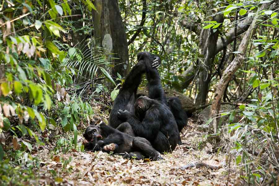 Mahale Mountains - Chimpansee Trekking Tanzania