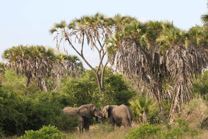 Saadani safari Tanzania