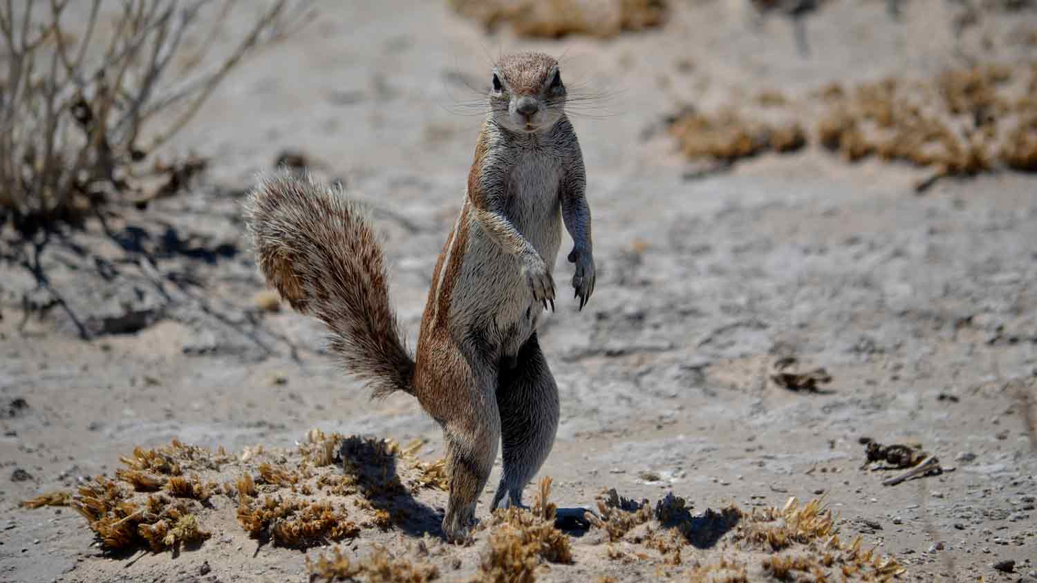 Kalahari Safari Botswana